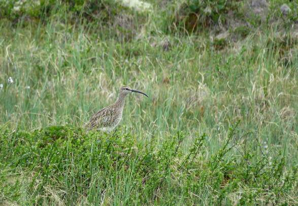 Birdwatching - Langsua NP and Hynna
