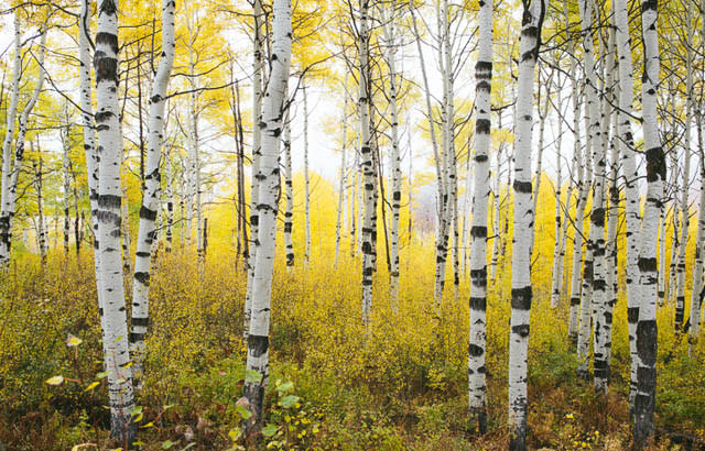 alpine loop aspen trees