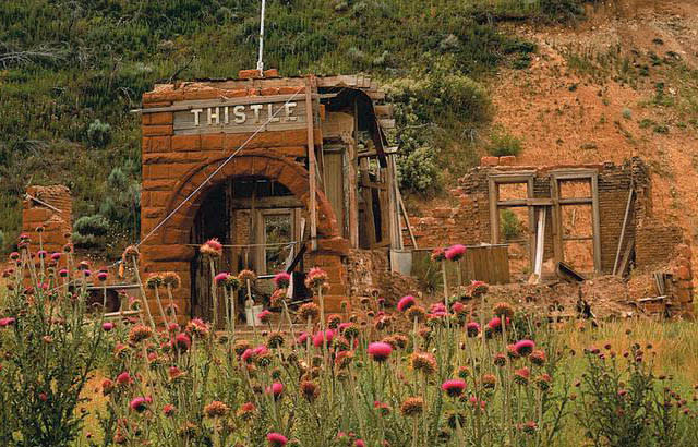 thistle