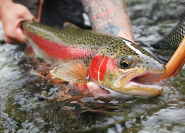 Fishing for Fall