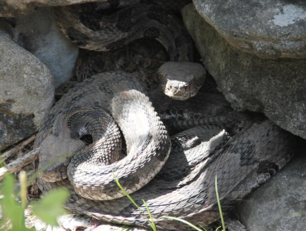 kansas timber rattle snake reptiles in ks wildlife kansas snakes