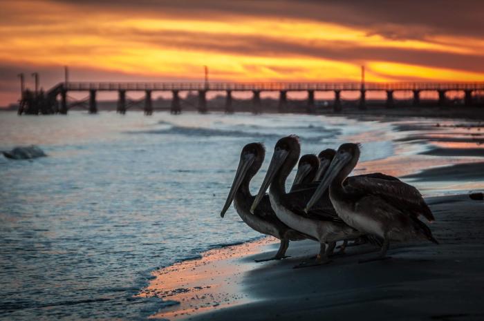 Pelicans on the Beach in Brazosport