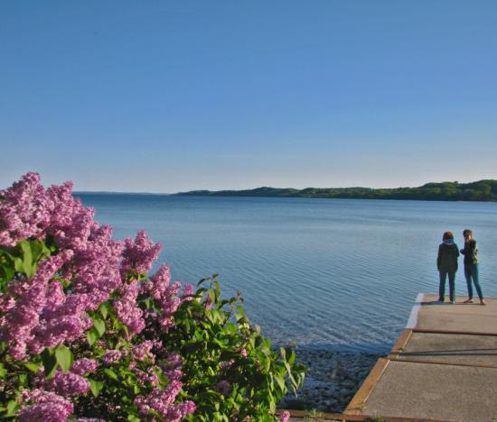 Lilacs in flower at Leffingwell Point Lilacs in flower at Leffingwell Point