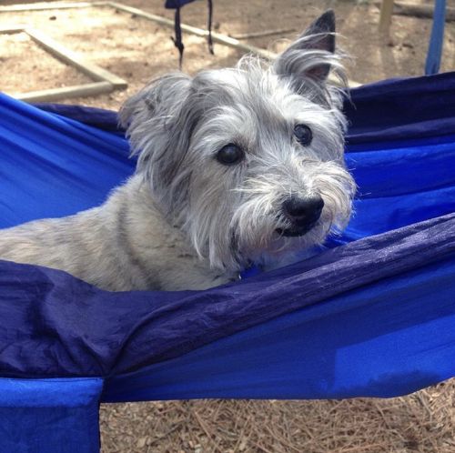 Dog at Hammock Garden