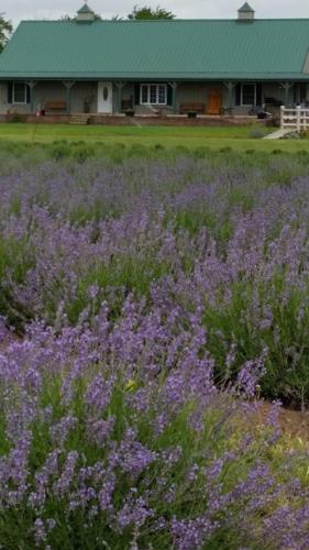 Gertie's Lavender Farm - Burrton, KS