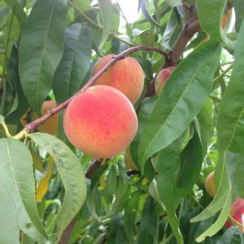 Gieringers Orchard Peaches - Edgerton, KS