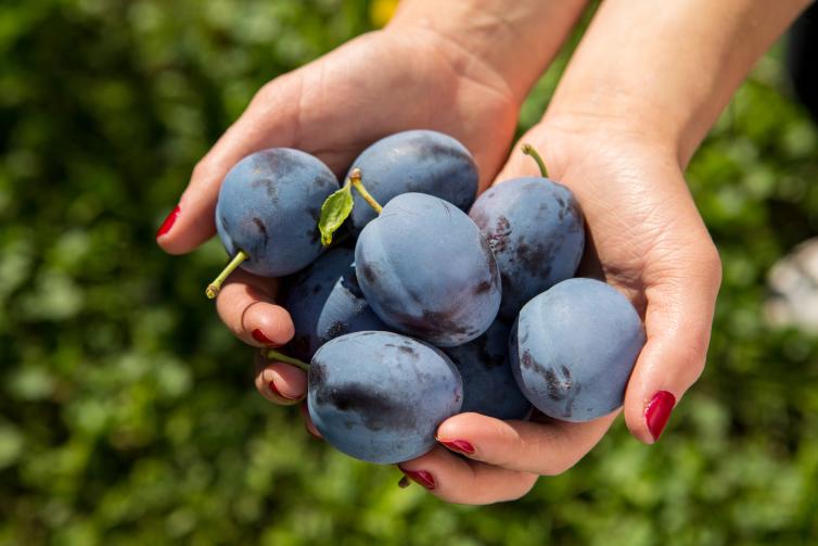 Where to Pick Fruit in Kelowna U Pick in Okanagan