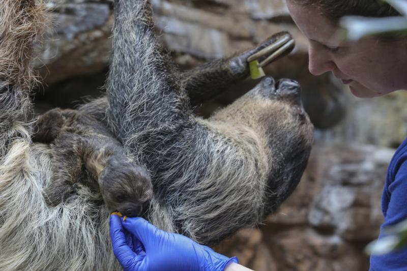 Denver Zoo Babies VISIT DENVER Blog