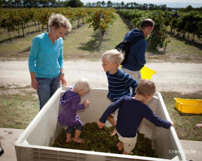 Family and three kids stomp grapes at Grace Hill Winery's annual Grape Stomp