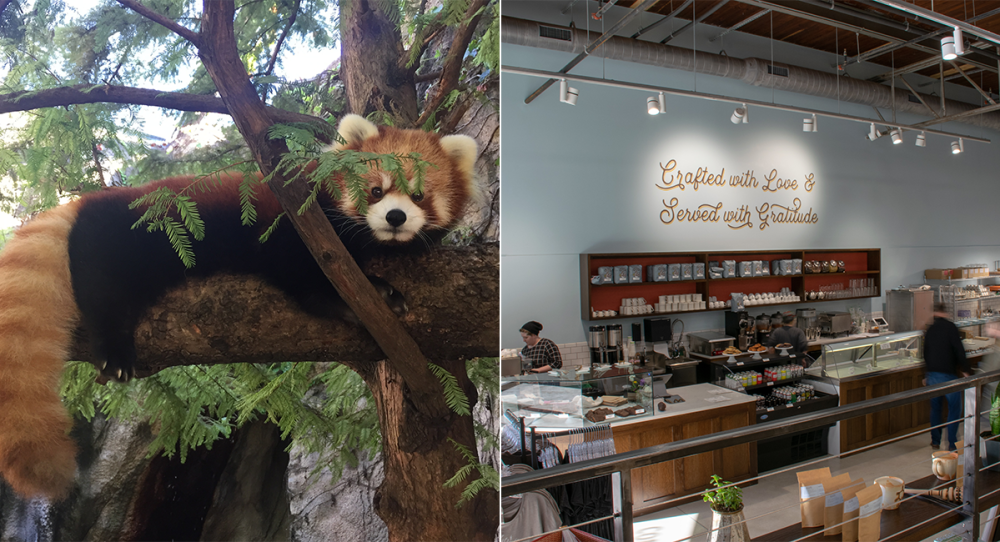 What's New in Asheville 2019 | Family Fun