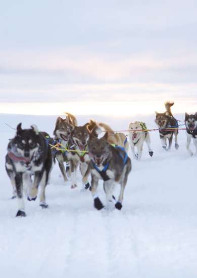 The Svalbard Islands Norway Arctic Wilderness Wildlife The Svalbard Islands Norway Arctic Wilderness Wildlife