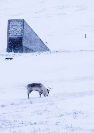 The Svalbard Islands Norway Arctic Wilderness Wildlife