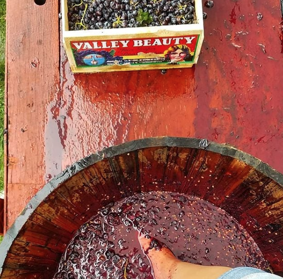 Laurita Winery box of grapes and grape stomping