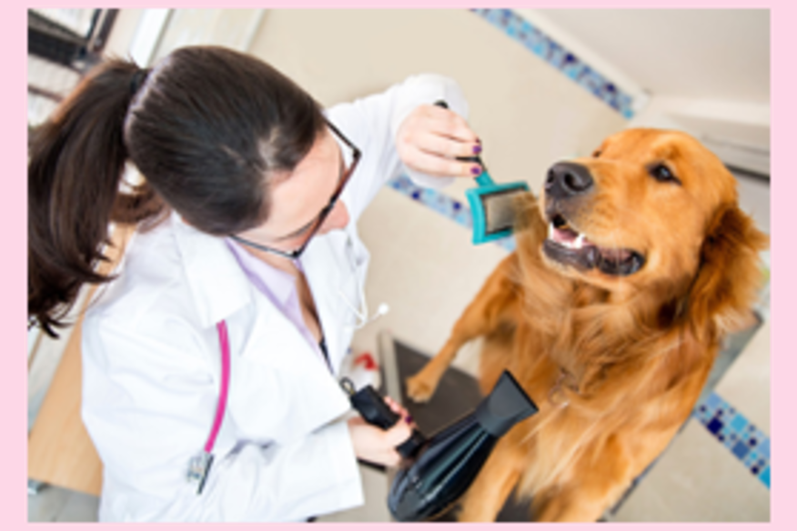 java cat and dog spa