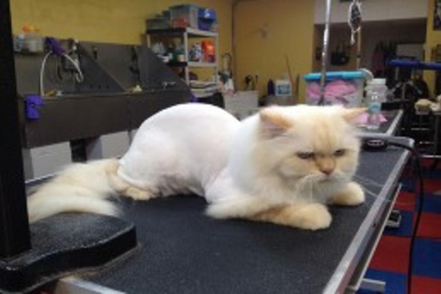 java cat and dog spa