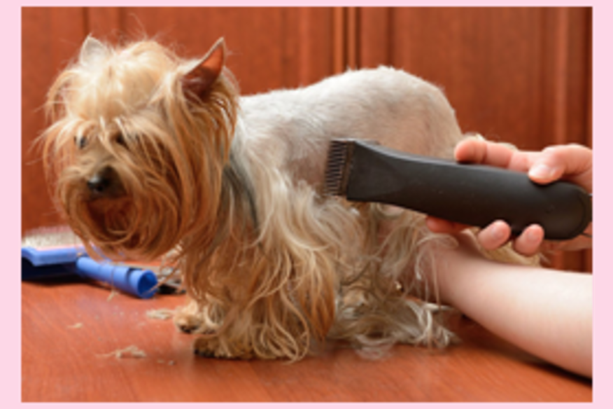 java cat and dog spa