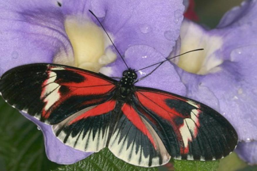 Butterfly World Coconut Creek Fl