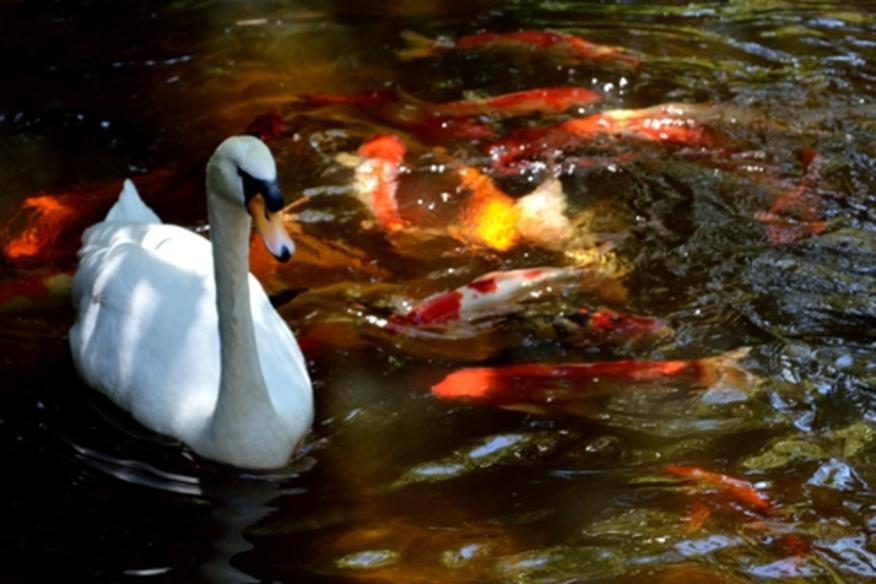 Signature Swan in Koi Pond at the Lush Bonaventure Resort & Spa