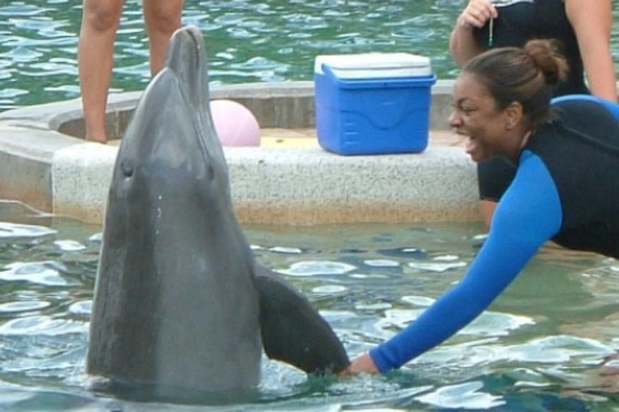 DOLPHIN WORLD Fort Lauderdale, FL 33316