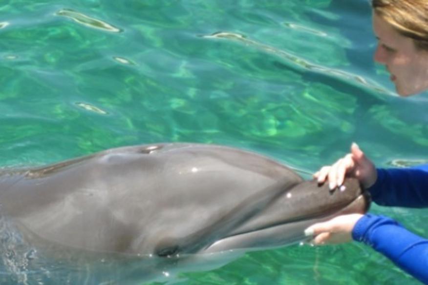 DOLPHIN WORLD Fort Lauderdale, FL 33316