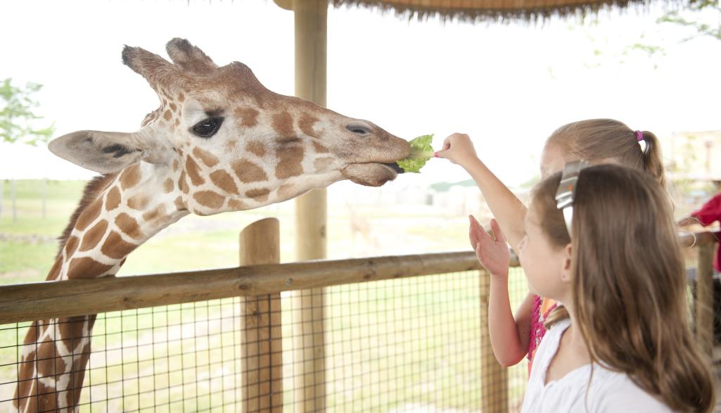 hotels close to columbus zoo hotels close to columbus zoo