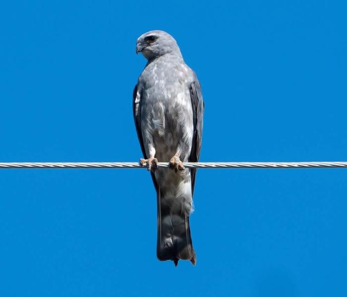 Things To Do Bird Watching
