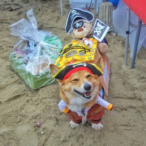 As Seen Through Instagram Socal Corgi Beach Day April 9 2016