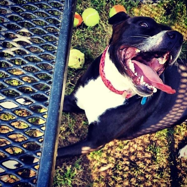 Morgan Falls Dog Park Instagram