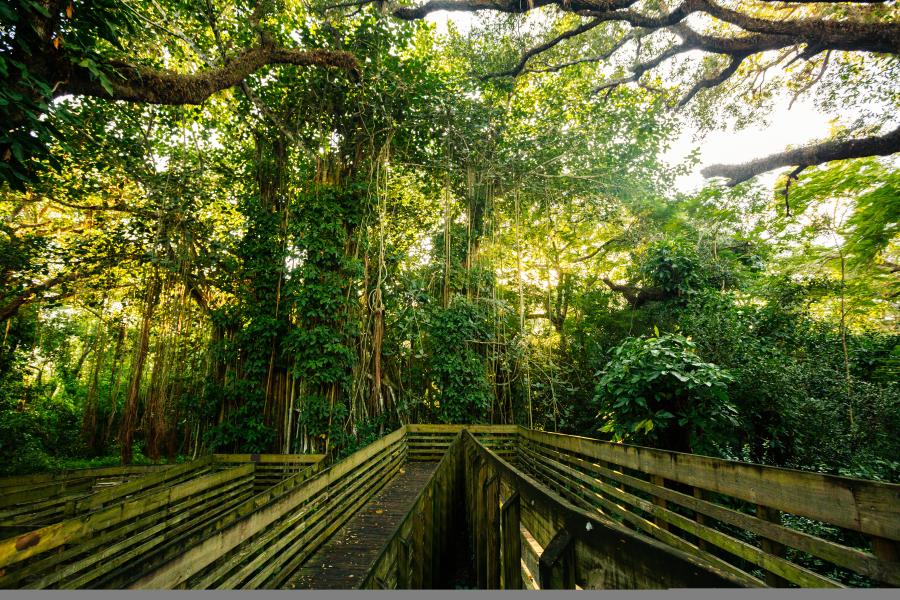 View of trees and paths at Tree Tops Park in Davie, Florida