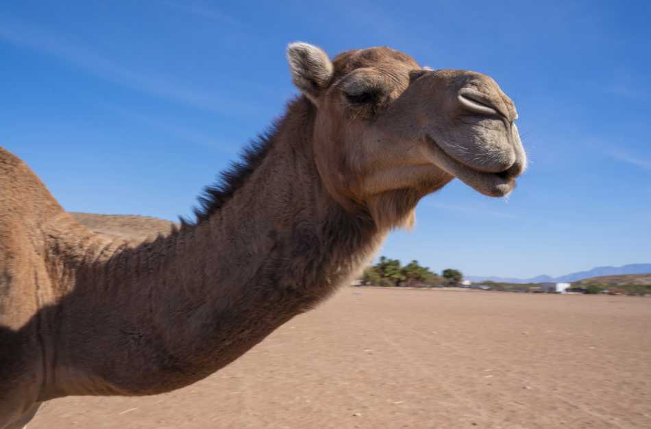 camel safari in vegas