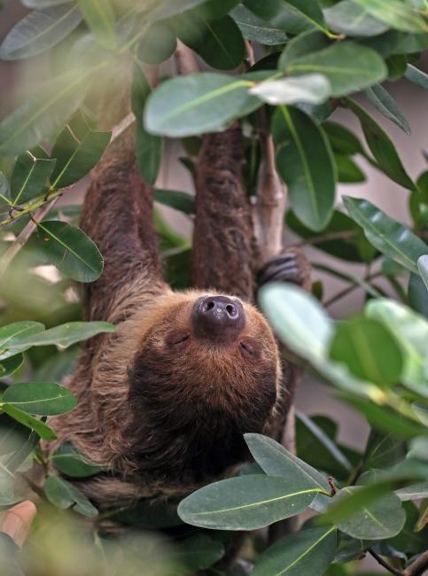 RWP Zoo Sloth