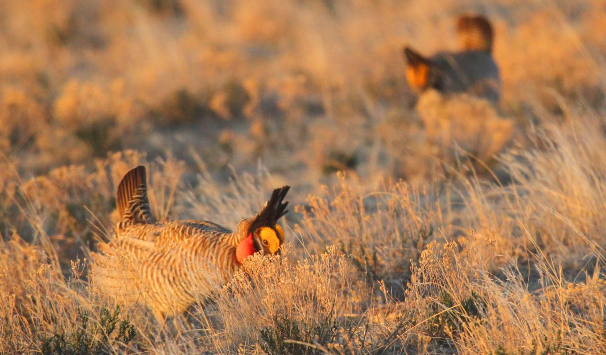 Best Places to See the Prairie Chicken Mating Dances KANSAS! Magazine