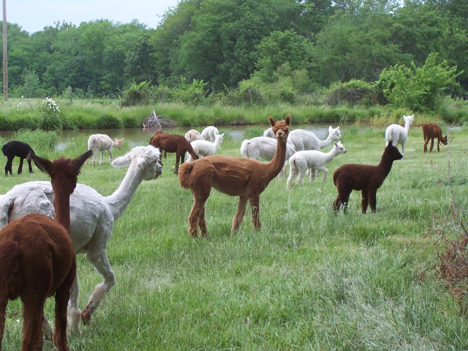 Ad Astra Alpacas