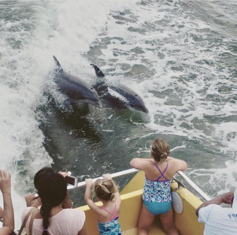 4 Ways To See Dolphins In Va Beach Rudee Rocket Dolphins