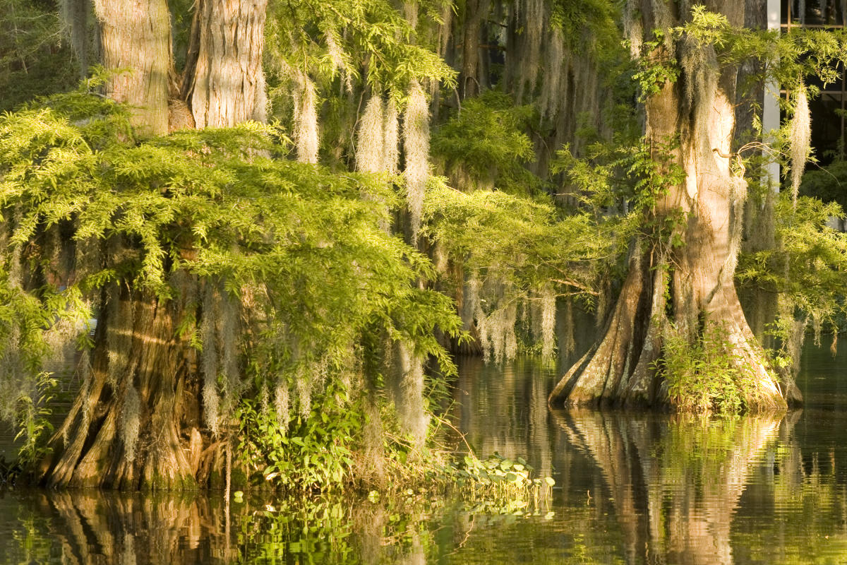 Atchafalaya Basin Cypress Trees Atchafalaya Basin Cypress Trees