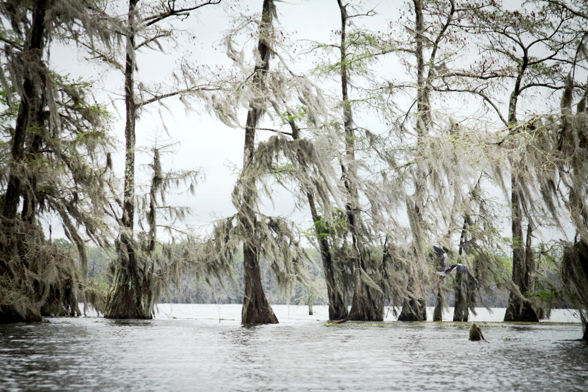 Lake Martin Trees And Wildlife In Lafayette La Lake Martin Trees And Wildlife In Lafayette La