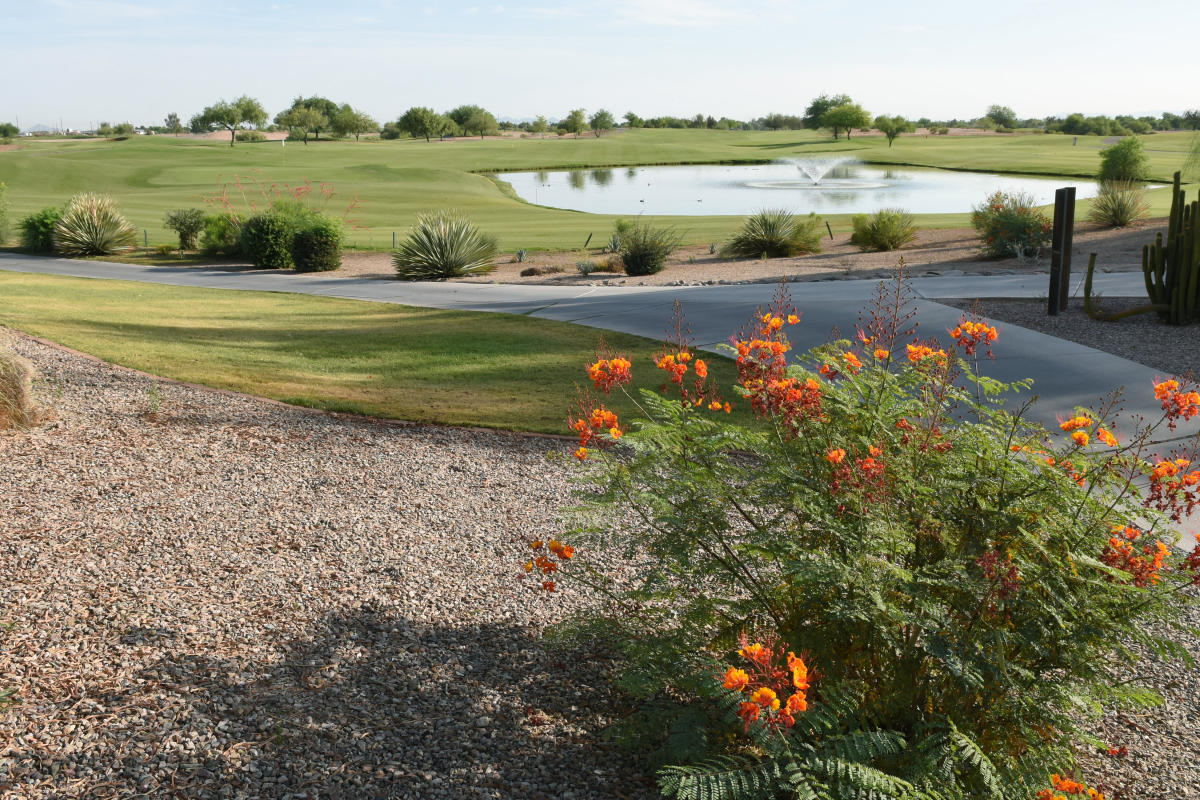 bear-creek-golf-course-designed-by-nicklaus-chandler-az-golf