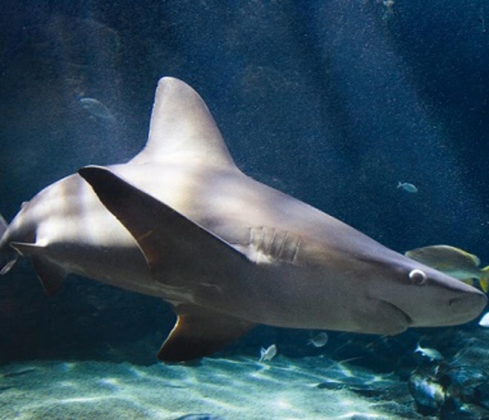 Virginia Aquarium & Marine Science Center