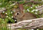 That rabbit’s dynamite!