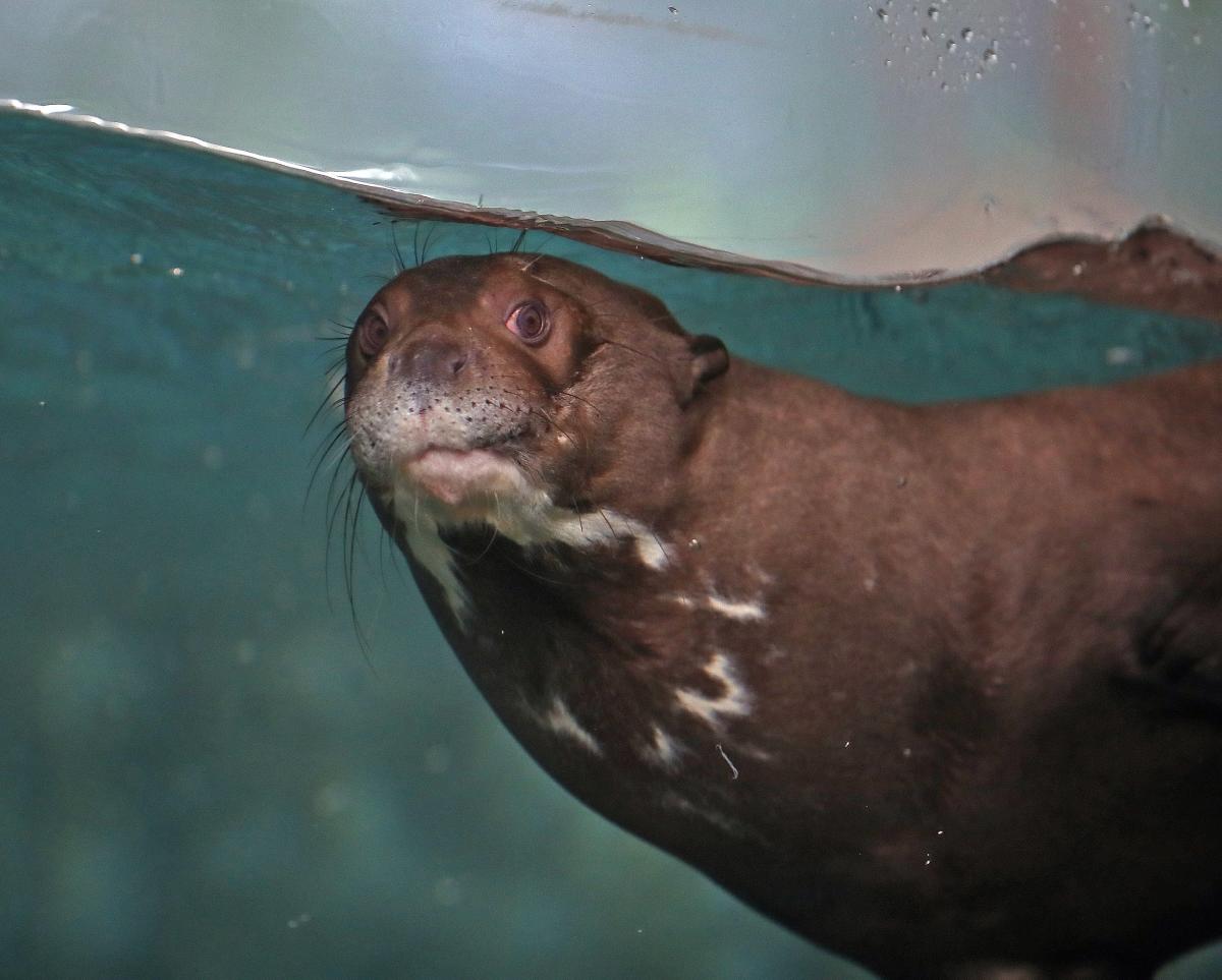 RWP Zoo Giant Otter