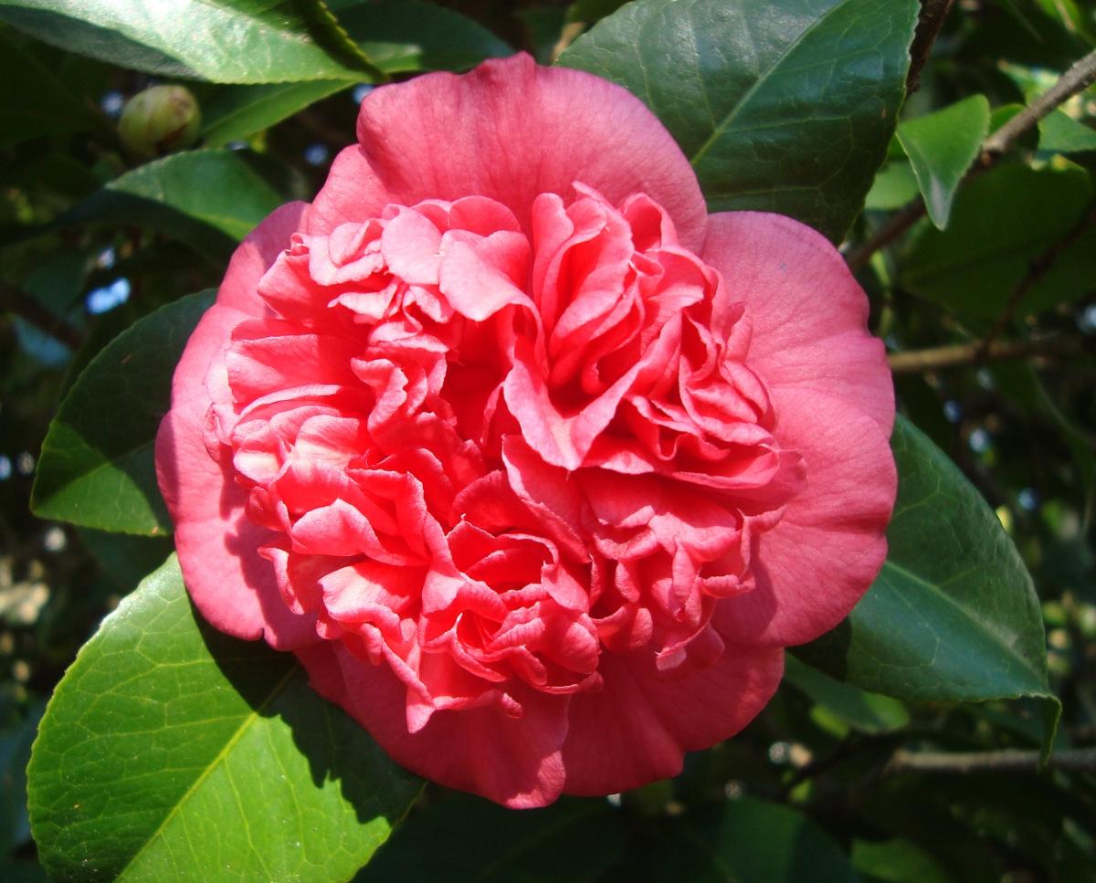 Camellias Winter Rose Meet milledgeville