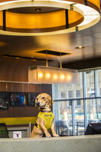 Top Pet Friendly Places To Stay In Asheville N C Pet Friendly Hotels