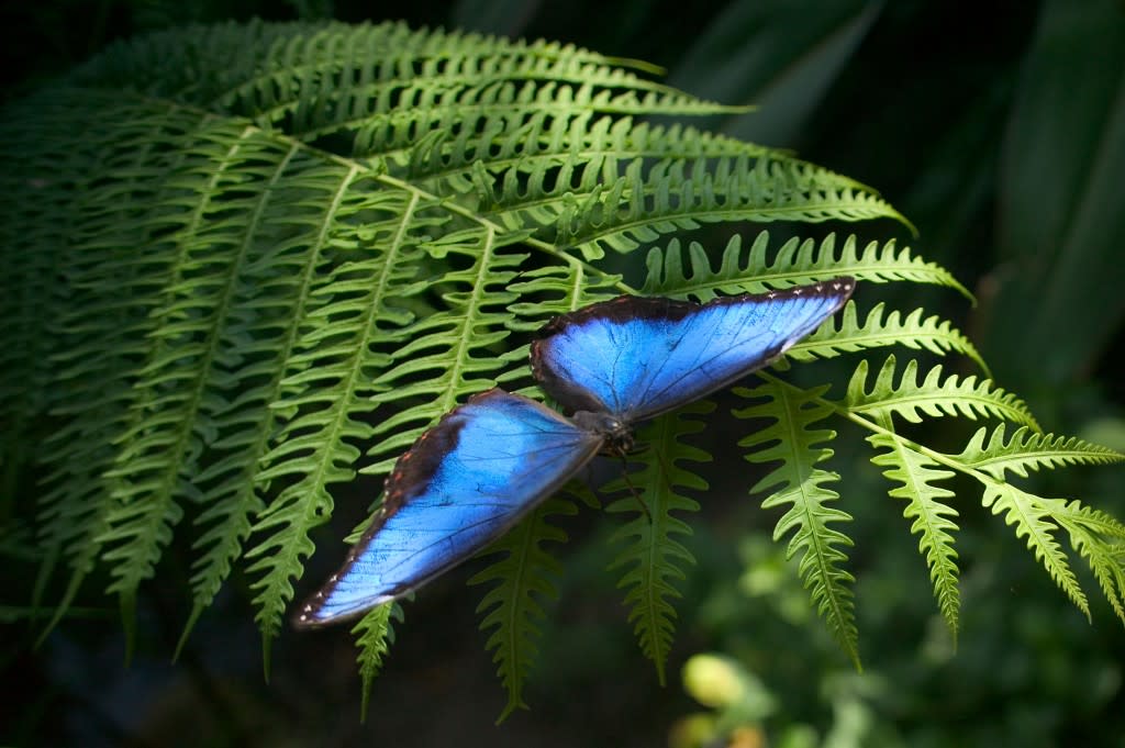 Blue Butterfly