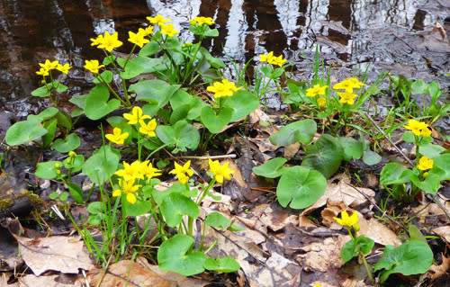 Marsh marigolds near Grand Rapids, Michigan