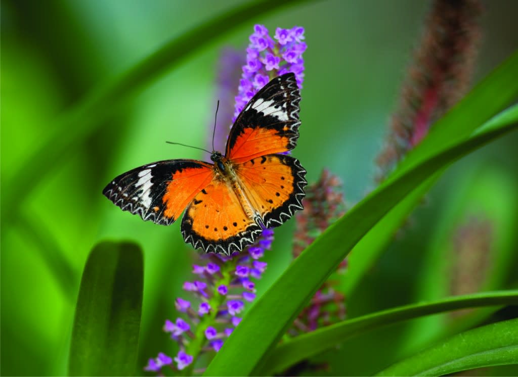 Butterfly