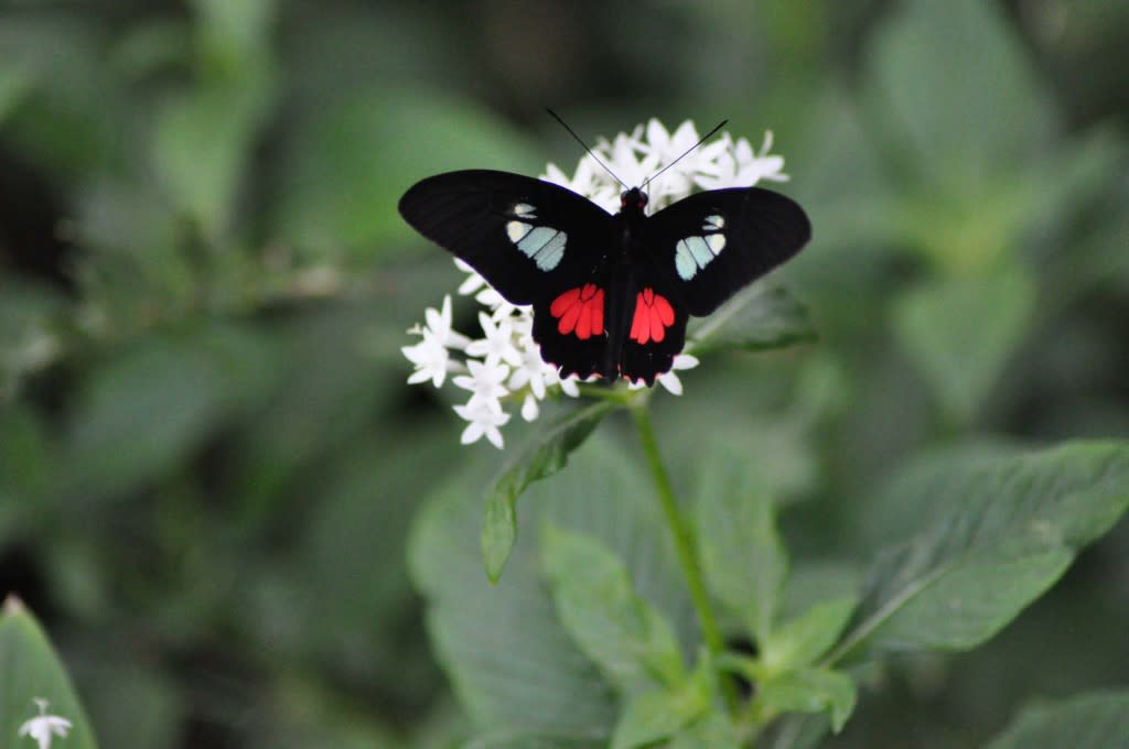Black and Red Butterfly