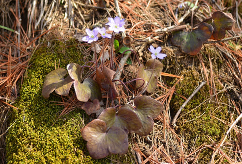 Hepaticas at Aman Park in Grand Rapids, Michigan