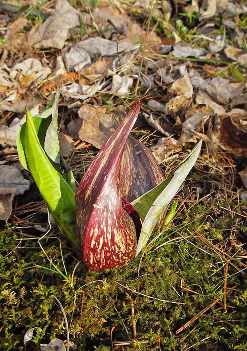 Skunk cabbage in Grand Rapids, Michigan