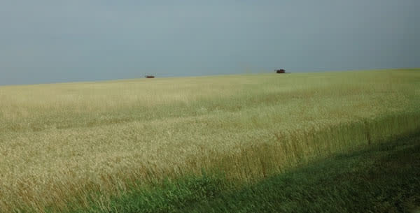 wheat-field