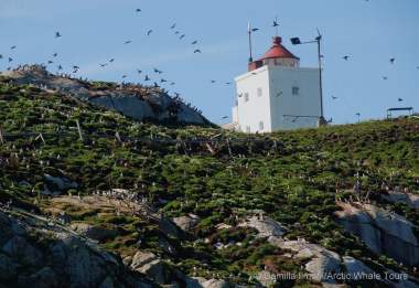 Arctic Whale Tours Wildlife Safaris Sto Norway Summer whale safaris have returned to stø with the excellent arctic whale tours. arctic whale tours wildlife safaris
